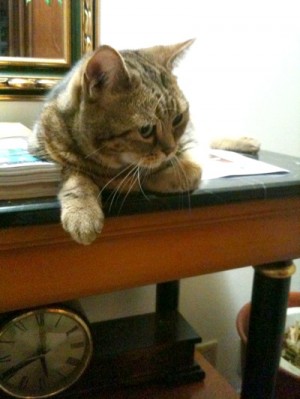 置物猫