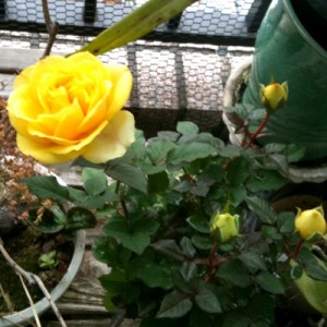 ベランダてバラが咲きました