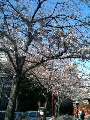 桜が咲きそろう