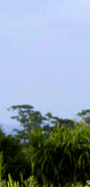 �C�����q